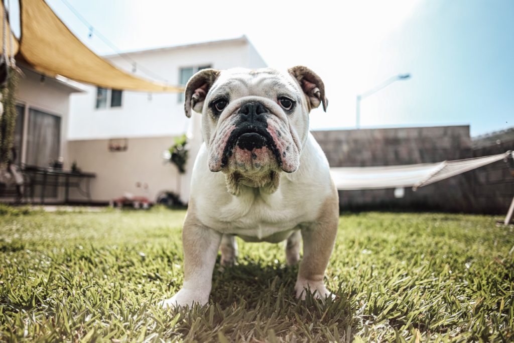 bulldog inglese